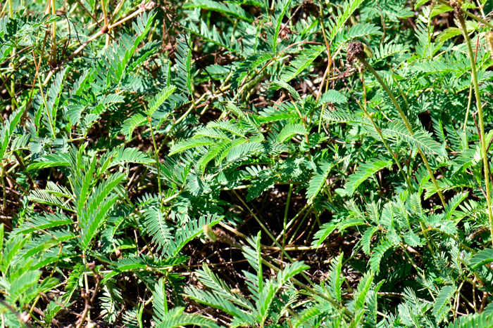Roemer's Mimosa may be observed in the following habitat preferences: Roadways, pastures, fields, prairies, rocky-areas, calcareous and chalky type soils, sandy soils. Mimosa roemeriana